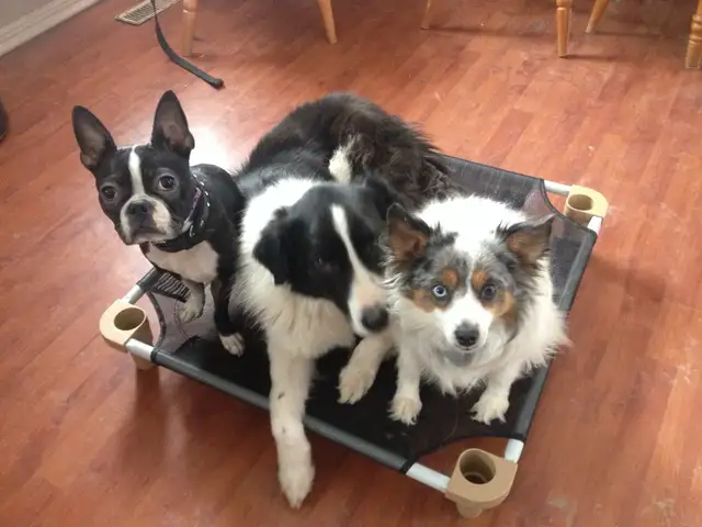 Dog Training and Trainers for Busy People - Photo 5