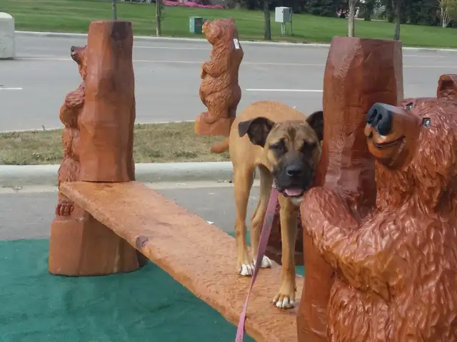 Dog Training and Trainers for Busy People - Photo 6