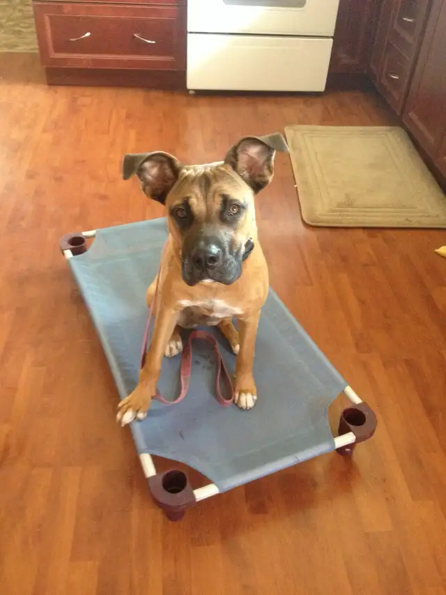 Dog Training and Trainers for Busy People - Photo 7