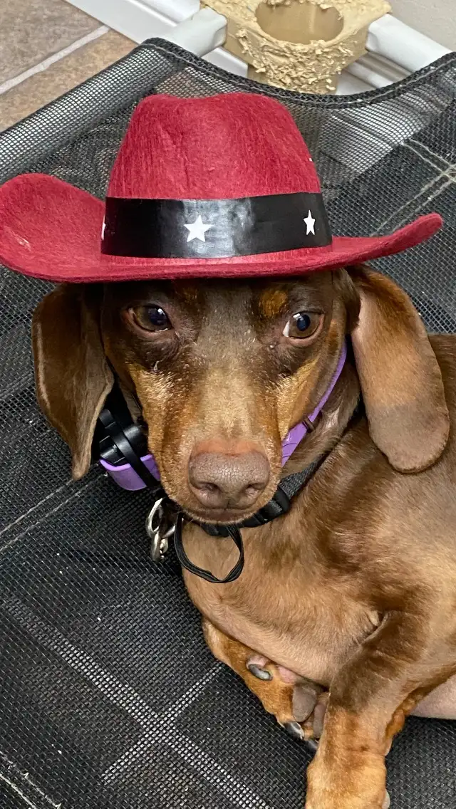 Dog Training and Trainers for Busy People - Photo 8