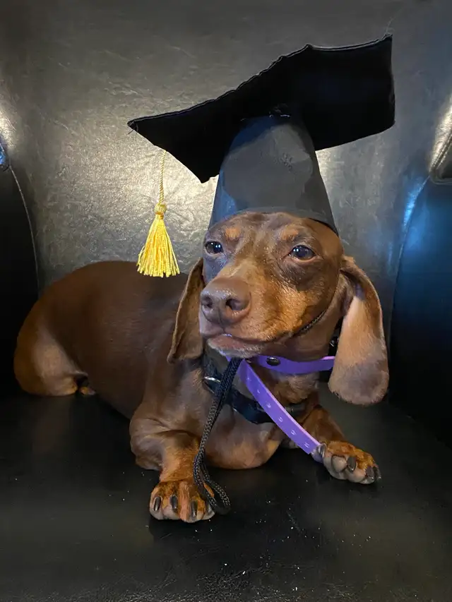 Dog Training and Trainers for Busy People - Photo 9