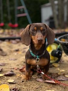 Teckel Male pour repro