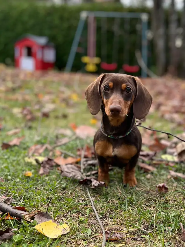 Teckel Male pour repro - Photo 2