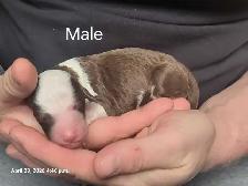 SHEEPADOODLE PUPPIES