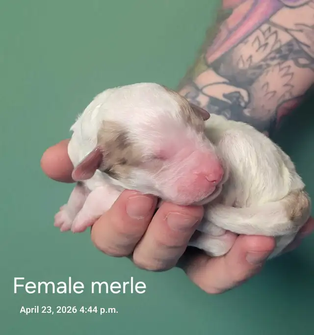 SHEEPADOODLE PUPPIES - Photo 2