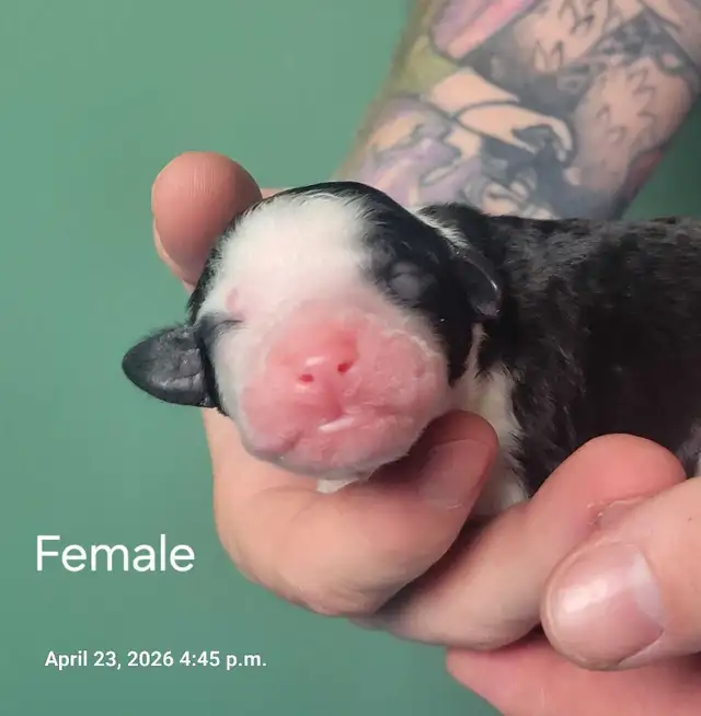 SHEEPADOODLE PUPPIES - Photo 3