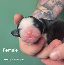 SHEEPADOODLE PUPPIES - Photo 3