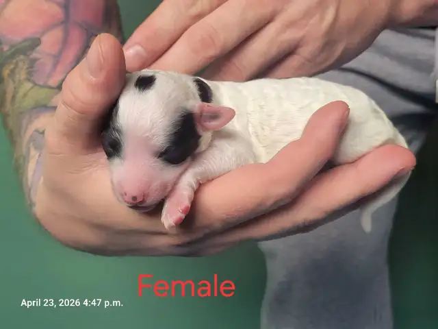 SHEEPADOODLE PUPPIES - Photo 4