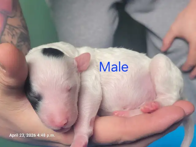 SHEEPADOODLE PUPPIES - Photo 5