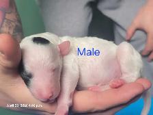 SHEEPADOODLE PUPPIES - Photo 5