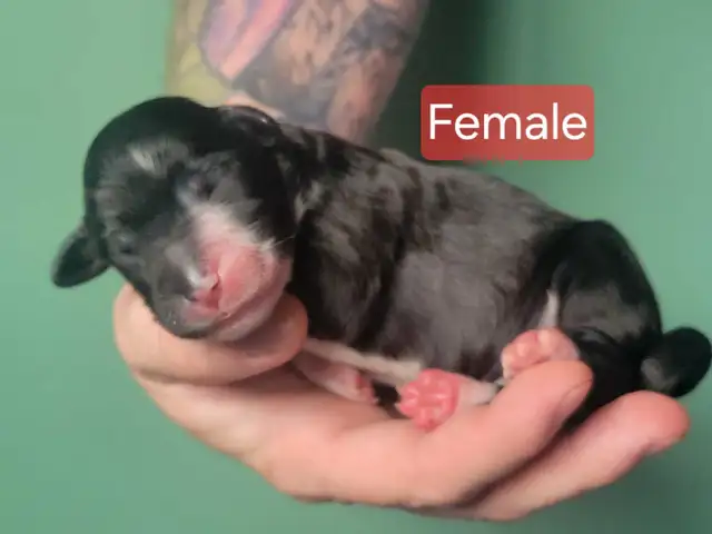 SHEEPADOODLE PUPPIES - Photo 6