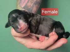 SHEEPADOODLE PUPPIES - Photo 6