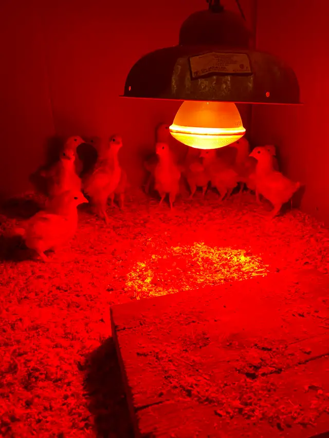 Chicks plus waterers and feeders for sale - Photo 3