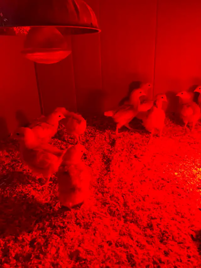 Chicks plus waterers and feeders for sale - Photo 4