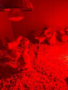 Chicks plus waterers and feeders for sale - Photo 4