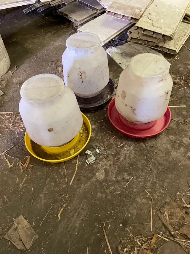 Chicks plus waterers and feeders for sale - Photo 5
