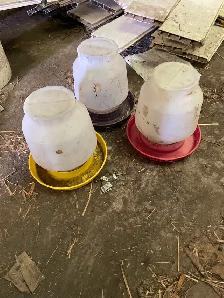 Chicks plus waterers and feeders for sale - Photo 5