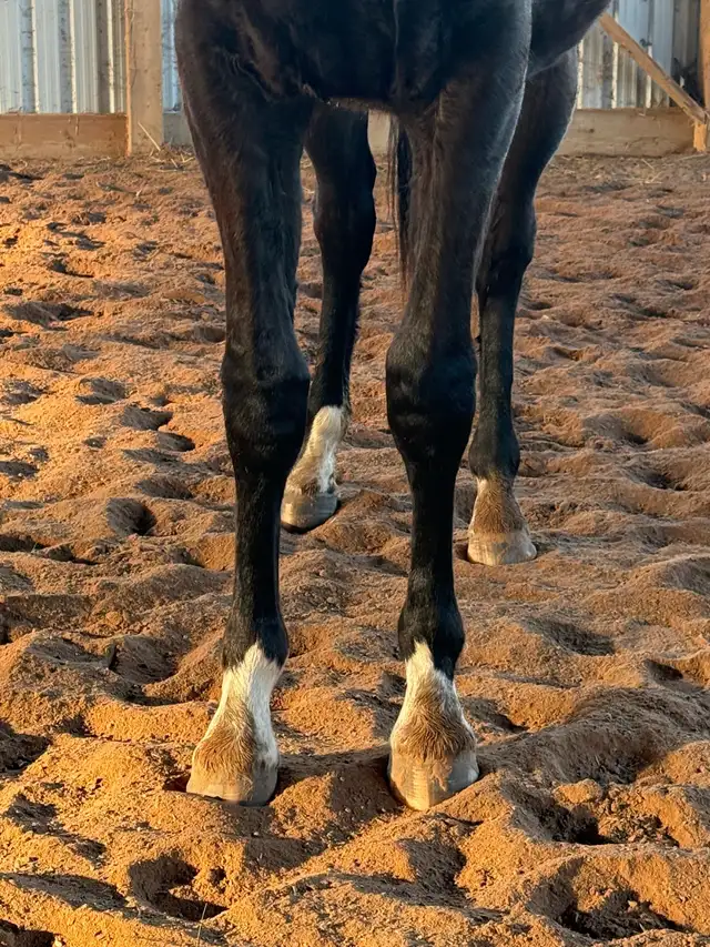 2 year old wb cross - Photo 2