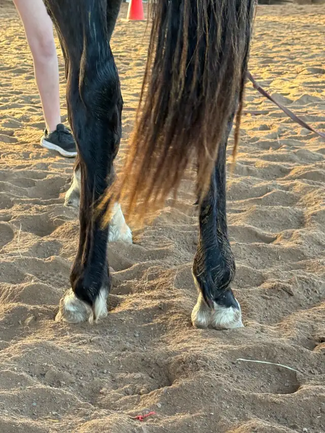 2 year old wb cross - Photo 3