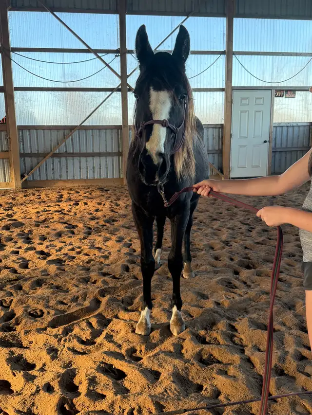 2 year old wb cross - Photo 4