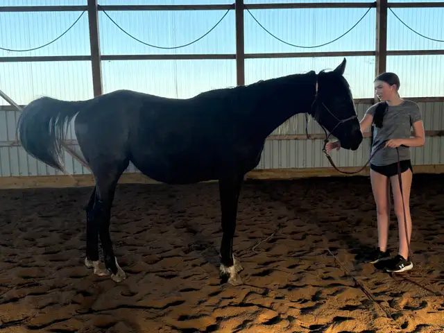 2 year old wb cross - Photo 5