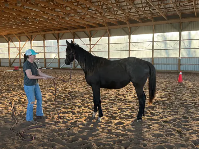 2 year old wb cross - Photo 6