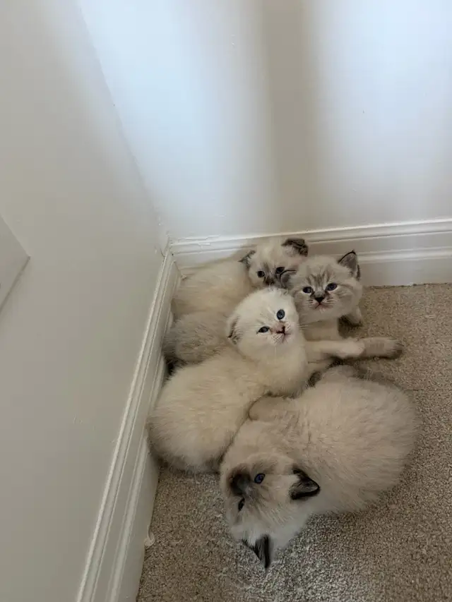 4 Adorable Kittens Looking for a Loving Home