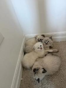 4 Adorable Kittens Looking for a Loving Home