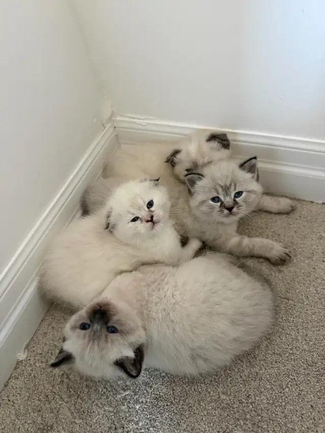 4 Adorable Kittens Looking for a Loving Home - Photo 2