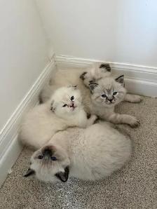 4 Adorable Kittens Looking for a Loving Home - Photo 2
