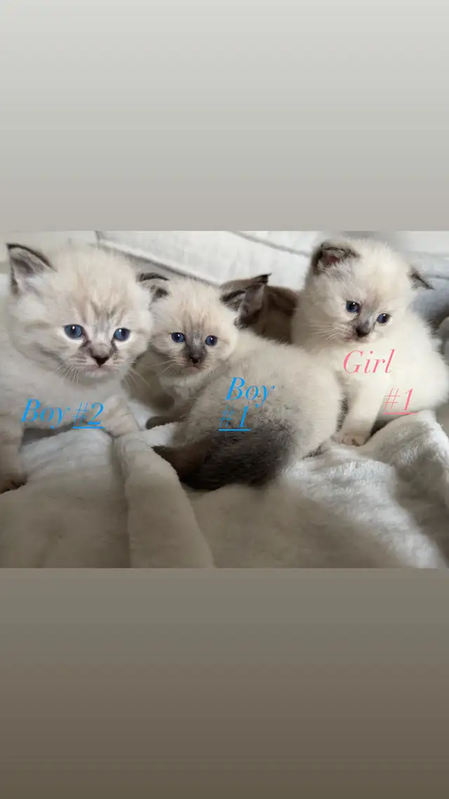 4 Adorable Kittens Looking for a Loving Home - Photo 3