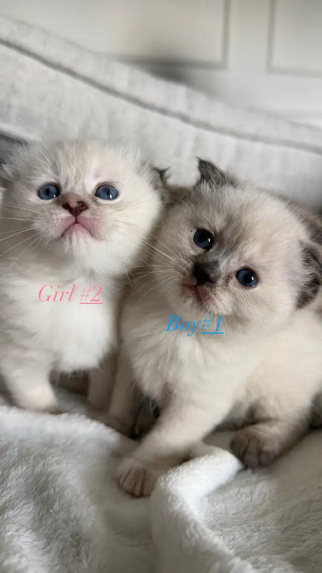 4 Adorable Kittens Looking for a Loving Home - Photo 4