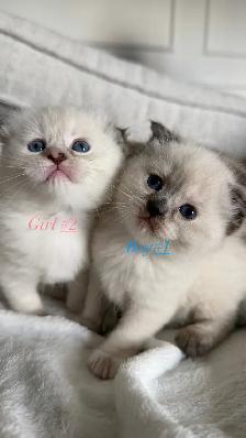 4 Adorable Kittens Looking for a Loving Home - Photo 4