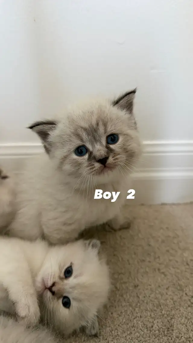 4 Adorable Kittens Looking for a Loving Home - Photo 5