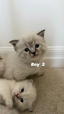 4 Adorable Kittens Looking for a Loving Home - Photo 5