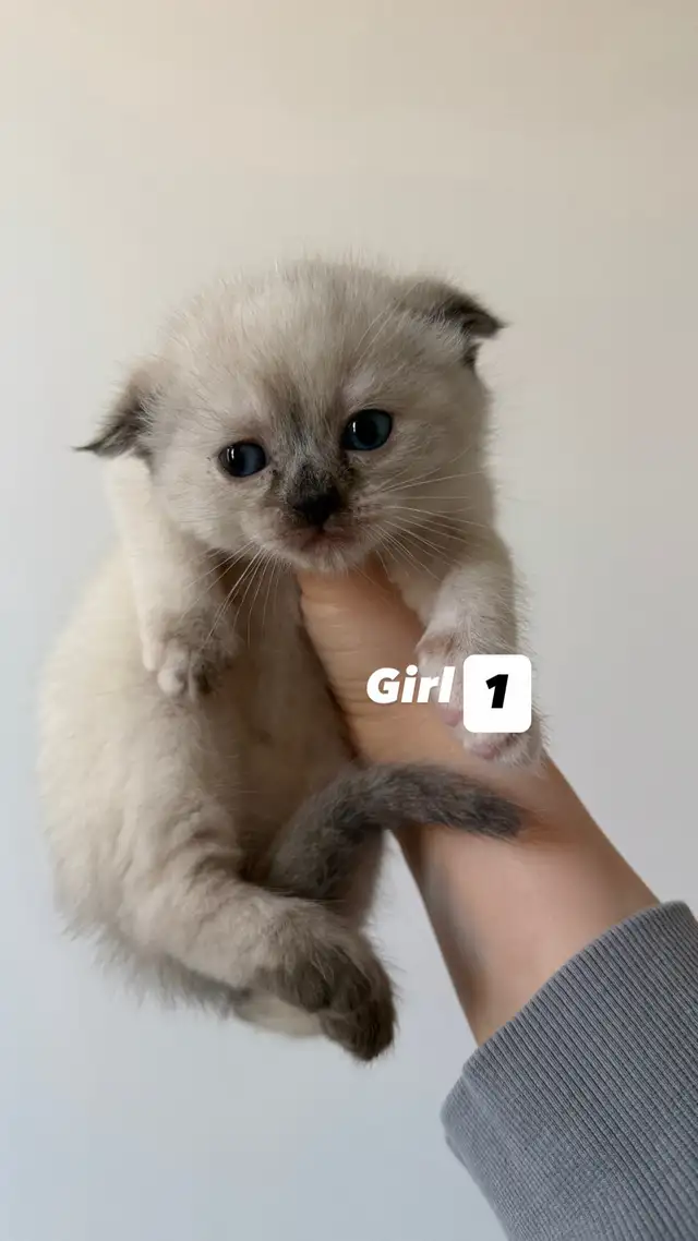 4 Adorable Kittens Looking for a Loving Home - Photo 6