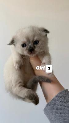 4 Adorable Kittens Looking for a Loving Home - Photo 6