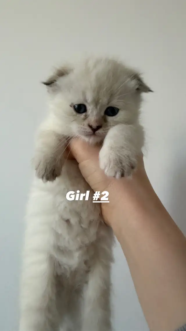 4 Adorable Kittens Looking for a Loving Home - Photo 7