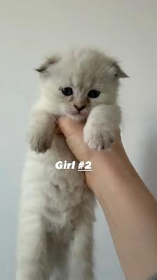 4 Adorable Kittens Looking for a Loving Home - Photo 7