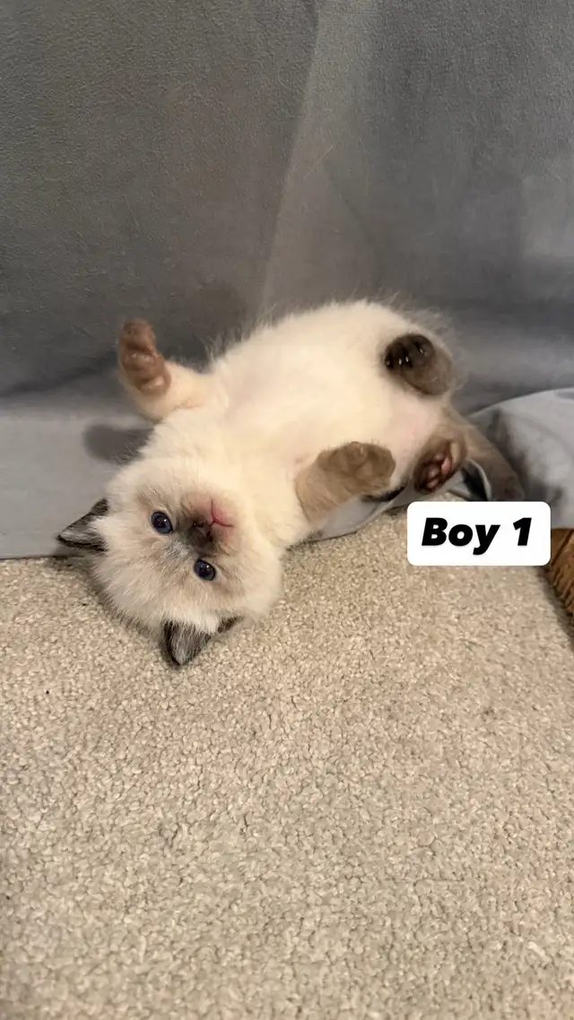 4 Adorable Kittens Looking for a Loving Home - Photo 8