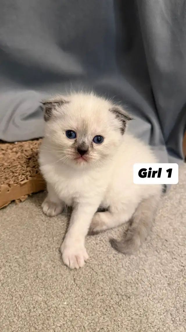 4 Adorable Kittens Looking for a Loving Home - Photo 9