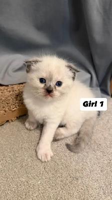 4 Adorable Kittens Looking for a Loving Home - Photo 9