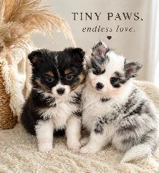 Loving Pomchi Puppies