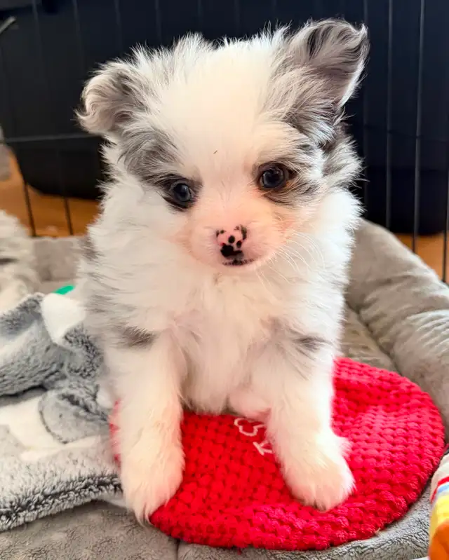 Loving Pomchi Puppies - Photo 2