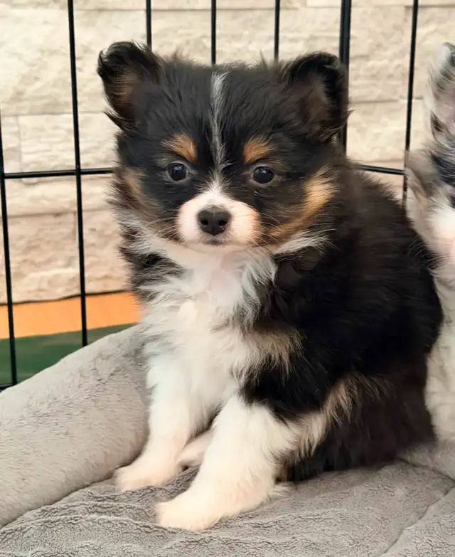 Loving Pomchi Puppies - Photo 3