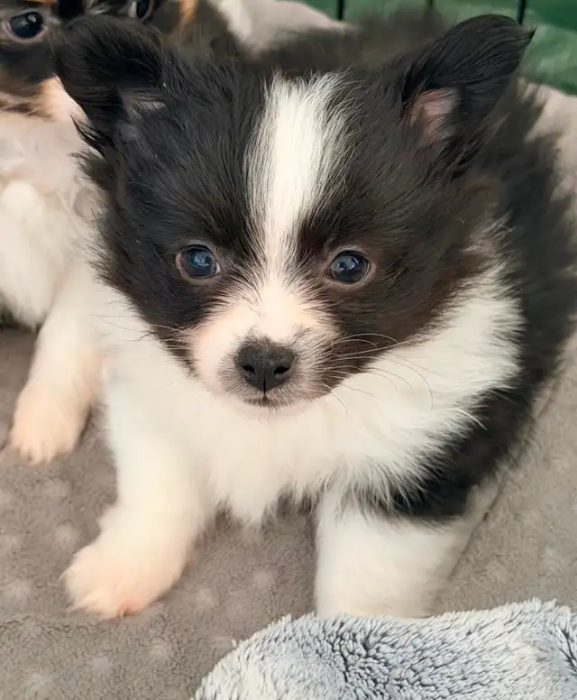 Loving Pomchi Puppies - Photo 4