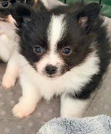 Loving Pomchi Puppies - Photo 4