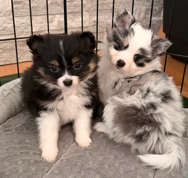 Loving Pomchi Puppies - Photo 5