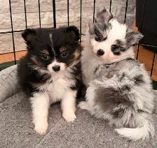 Loving Pomchi Puppies - Photo 5