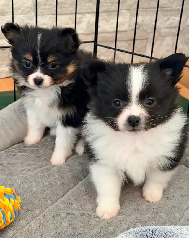 Loving Pomchi Puppies - Photo 6